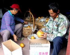 黄山：金秋山村徽梨香（组图）